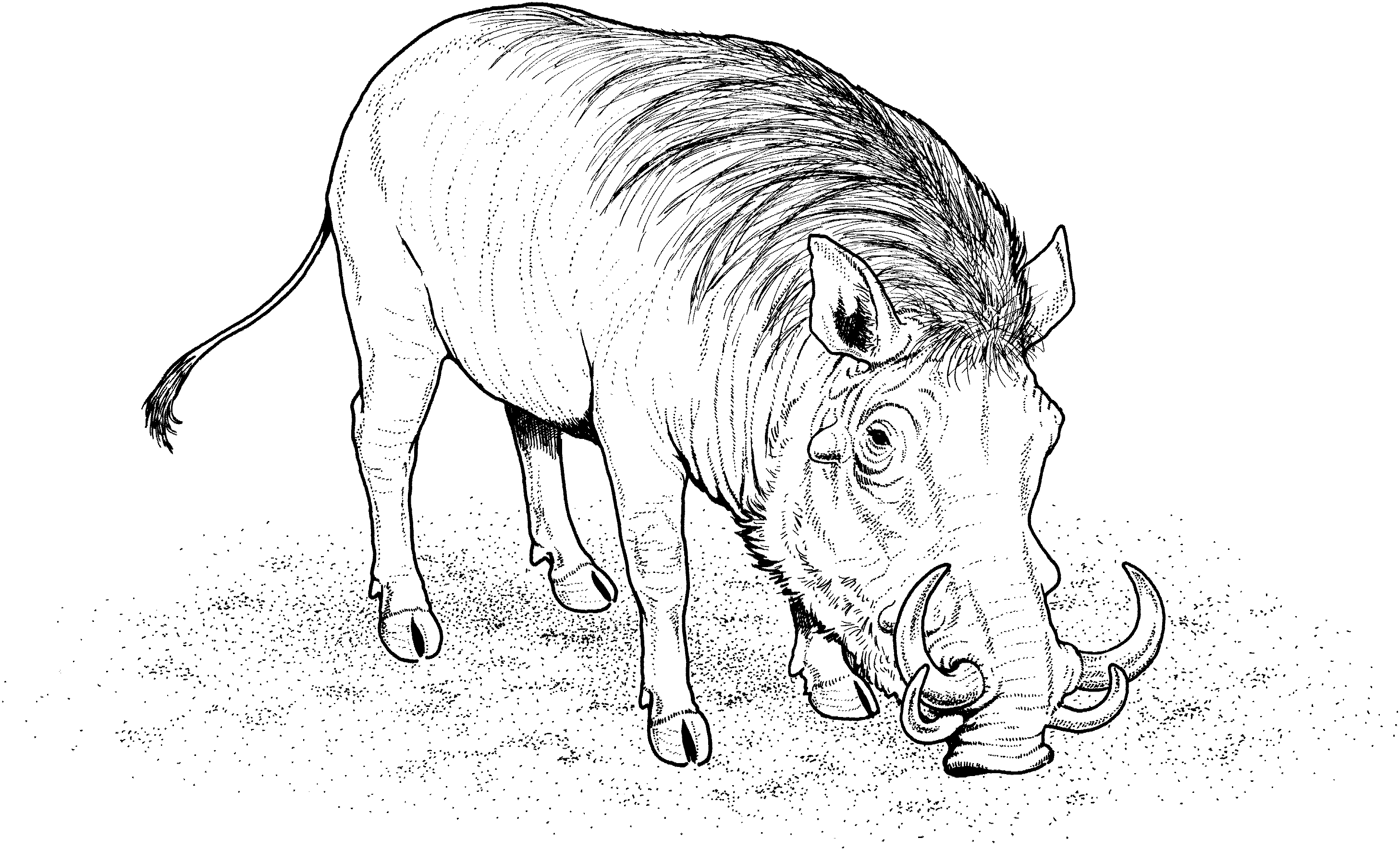 Free Warthog Coloring Page 