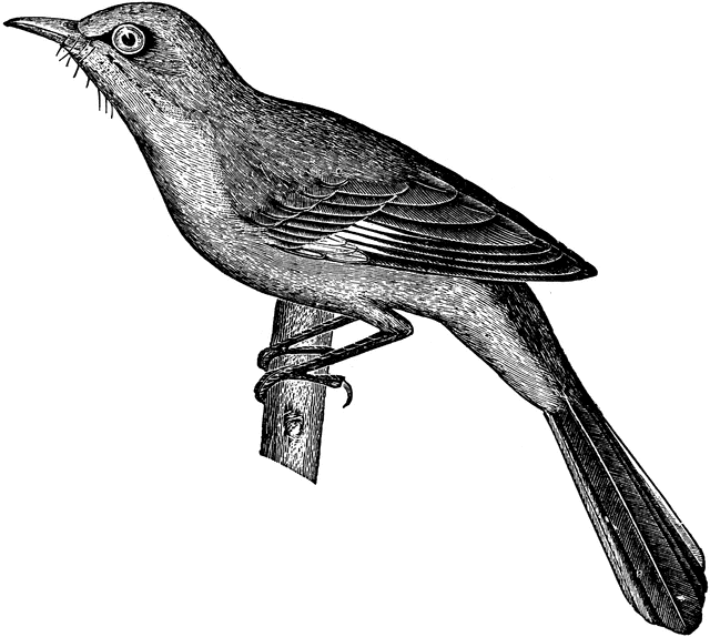 Mockingbird Clipart 