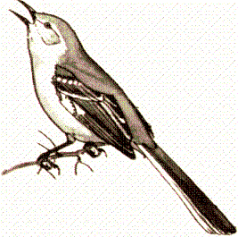 Free Mockingbird Clipart 