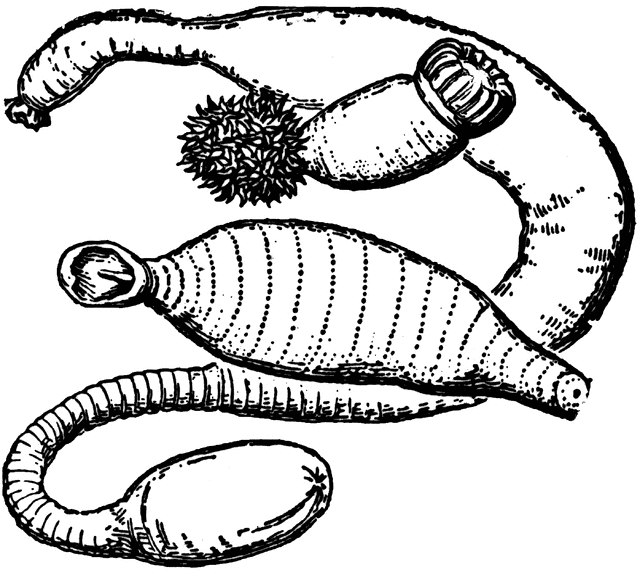 Gephyrea 