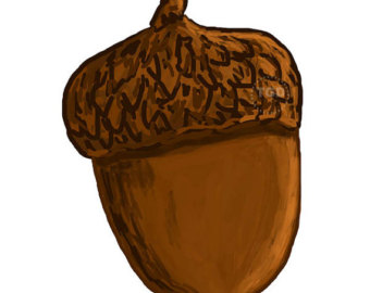 Acorn Illustration - Natural Botanical Drawing for Education & Design