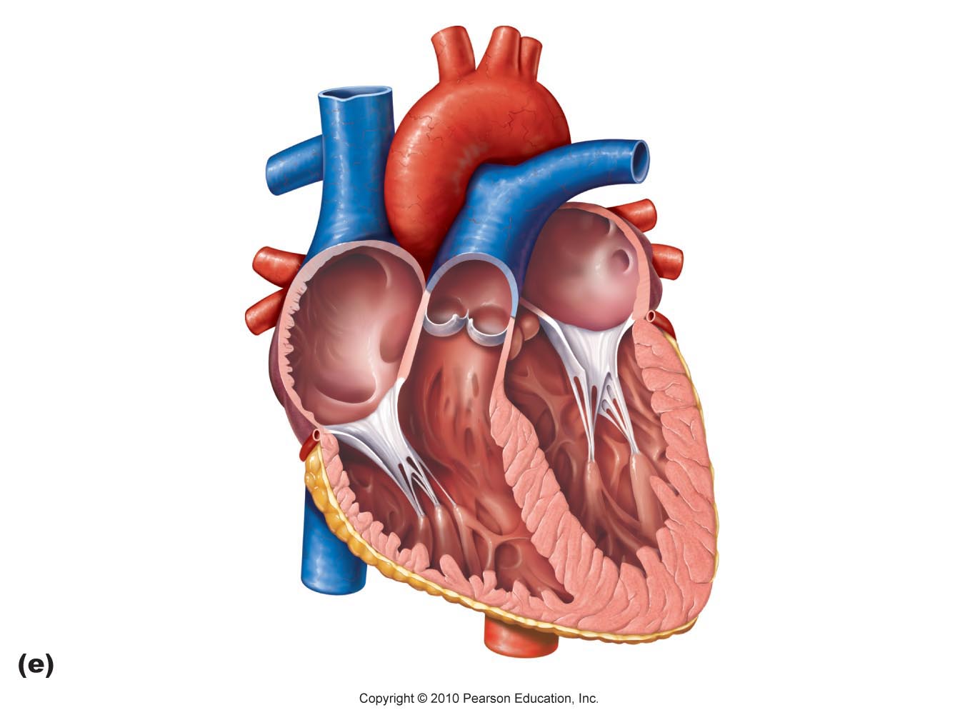 Правое предсердие аорта левый желудочек легкие левое. Строение сердца без подписей. Сердце человека анатомия без подписей.