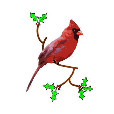 A vibrant red male cardinal perched on a brown branch adorned with green holly leaves and red berries against a white background.