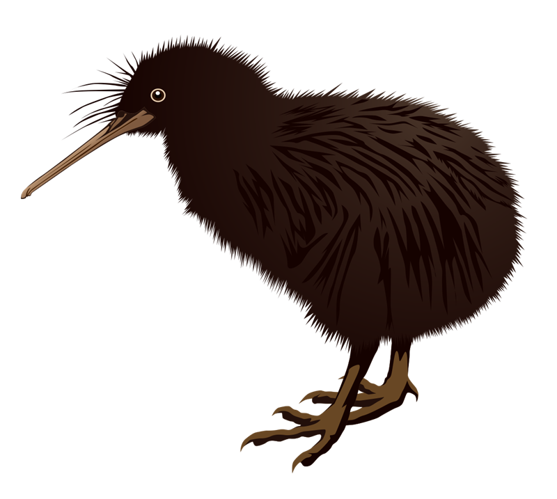 Illustration of a brown kiwi bird with long beak, shaggy feathers, and strong legs, standing against black background.