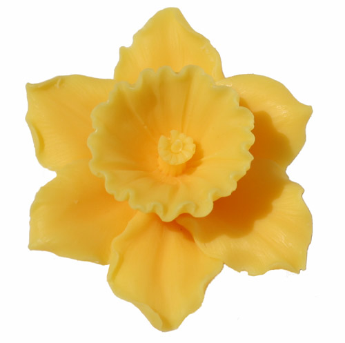 Daffodil Image 