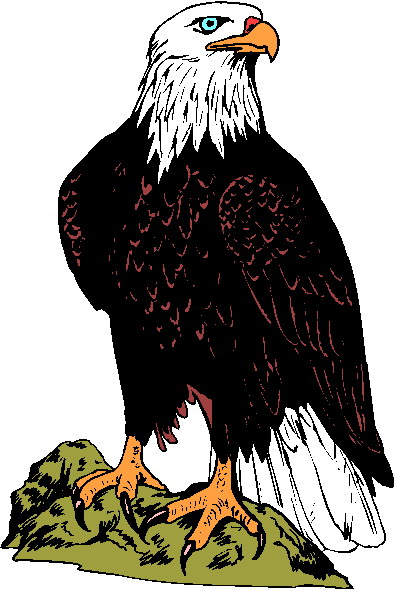 Majestic bald eagle perched on a rocky outcrop, showcasing white head, dark brown body, and sharp yellow talons.