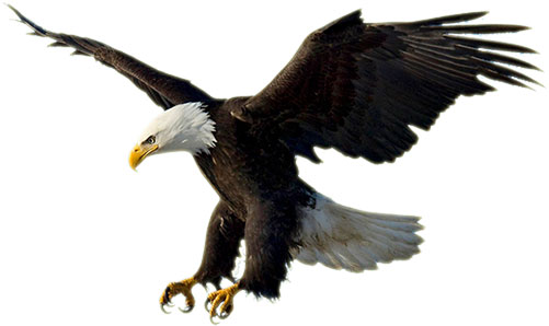Majestic bald eagle in mid-flight with wings spread wide and talons extended against a white background.