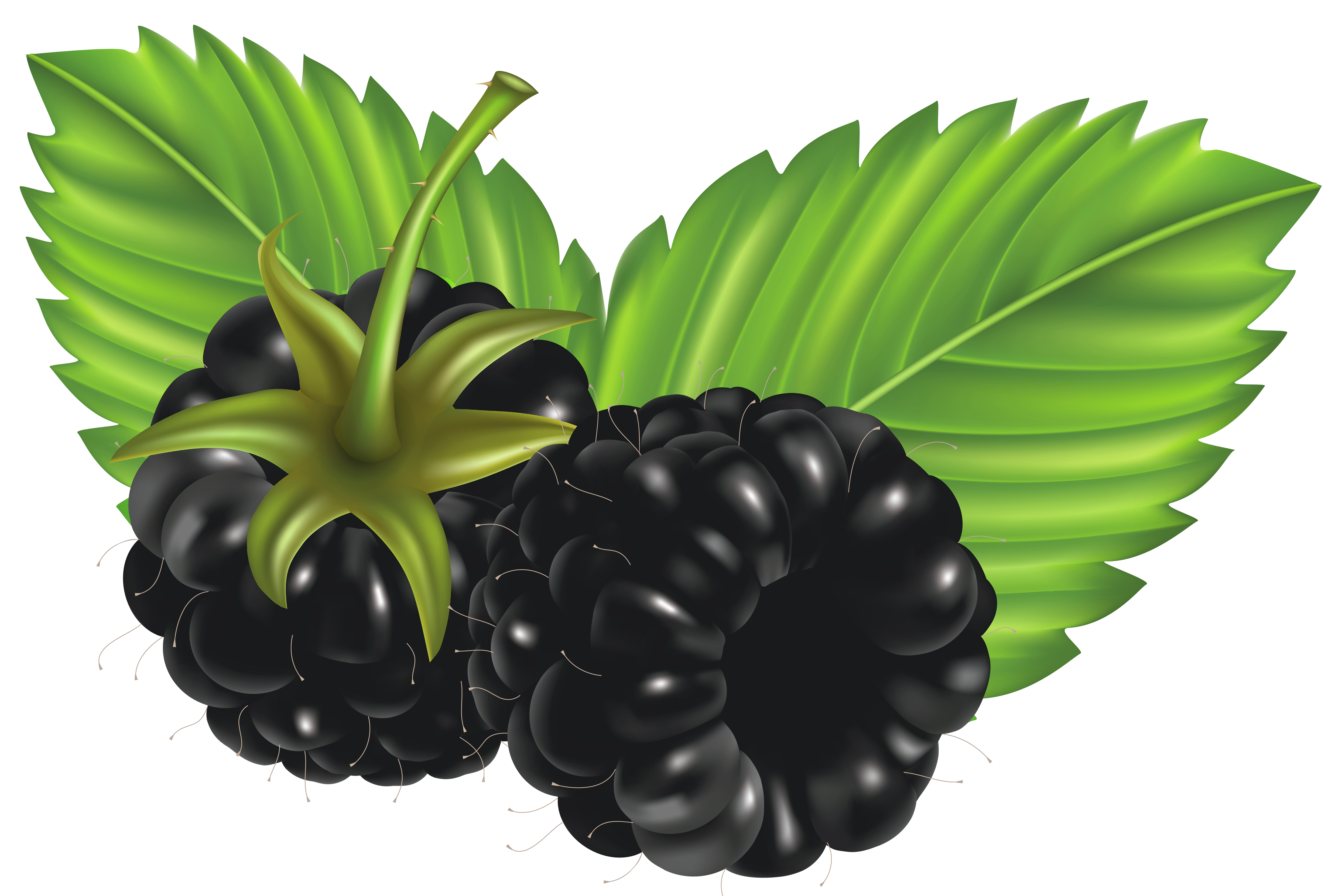 Blackberries PNG Vector Clipart Image 