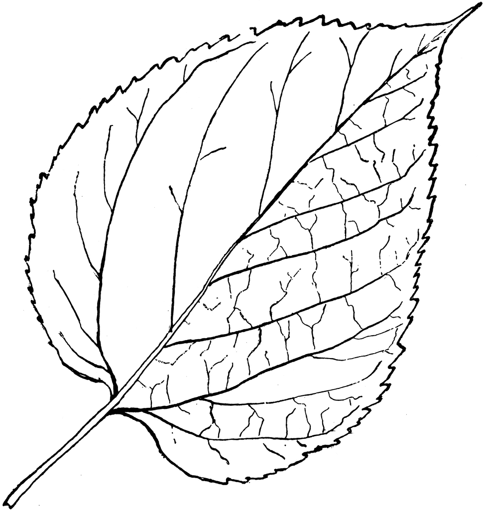 Black-and-white line drawing of a serrated leaf with prominent central vein and detailed venation pattern.