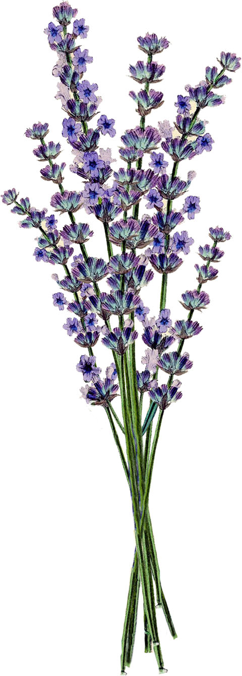 lavender clip art free - Clip Art Library