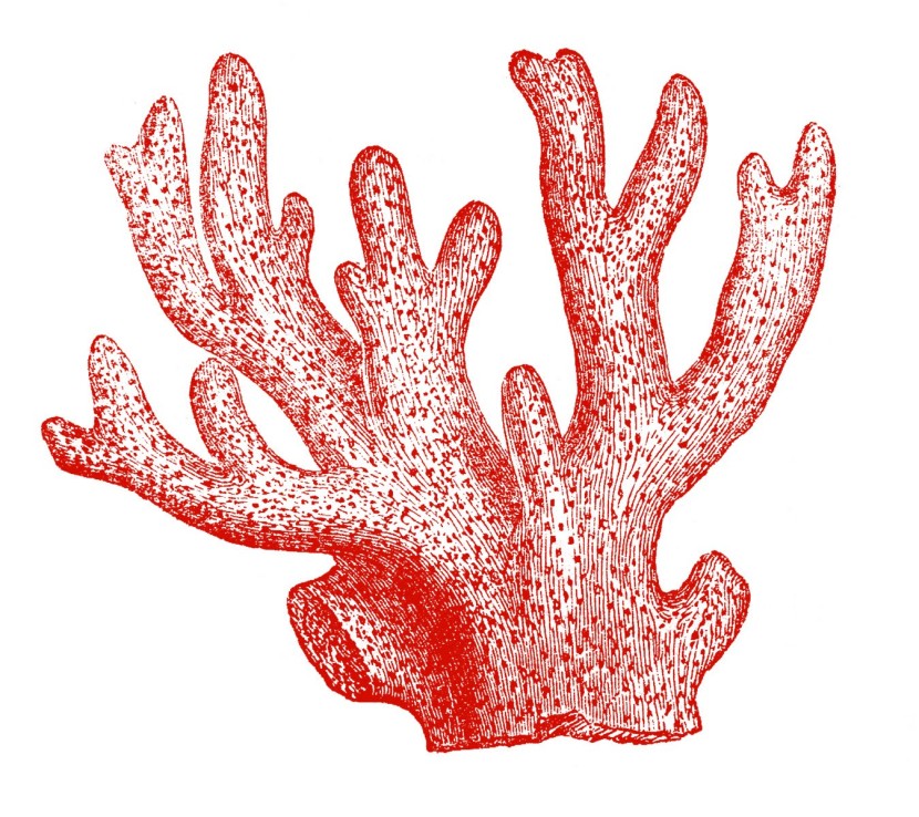 Best Coral Reef Clipart 