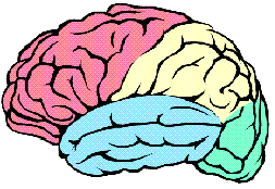 Human Brain Lobes Diagram - Labeled Anatomy for Education