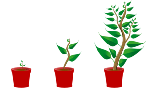 Growing Trees Clip Art 