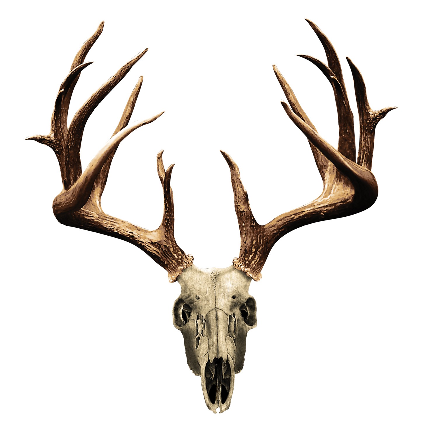 deer head skull png - Clip Art Library
