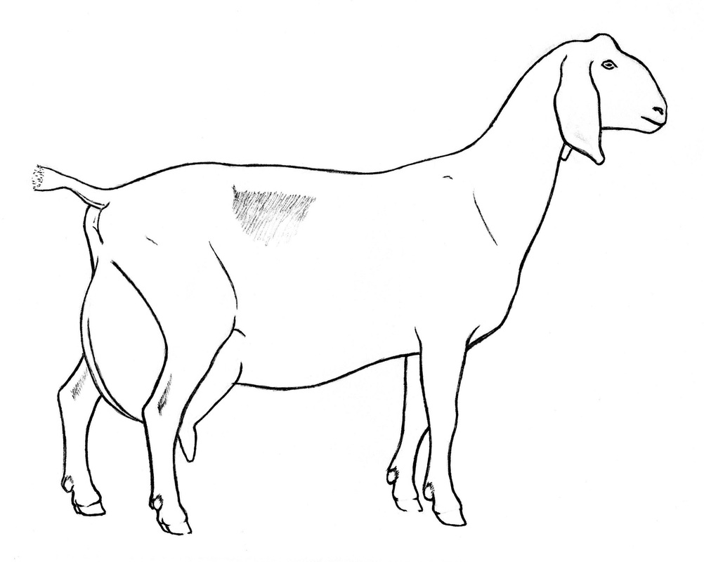 Goat Drawings