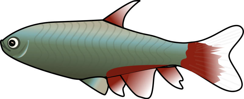 Illustration of a silver fish with red fins and wavy body stripes, isolated on black background.