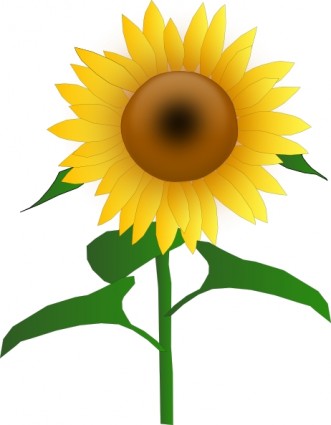 Sunflowers Clipart 