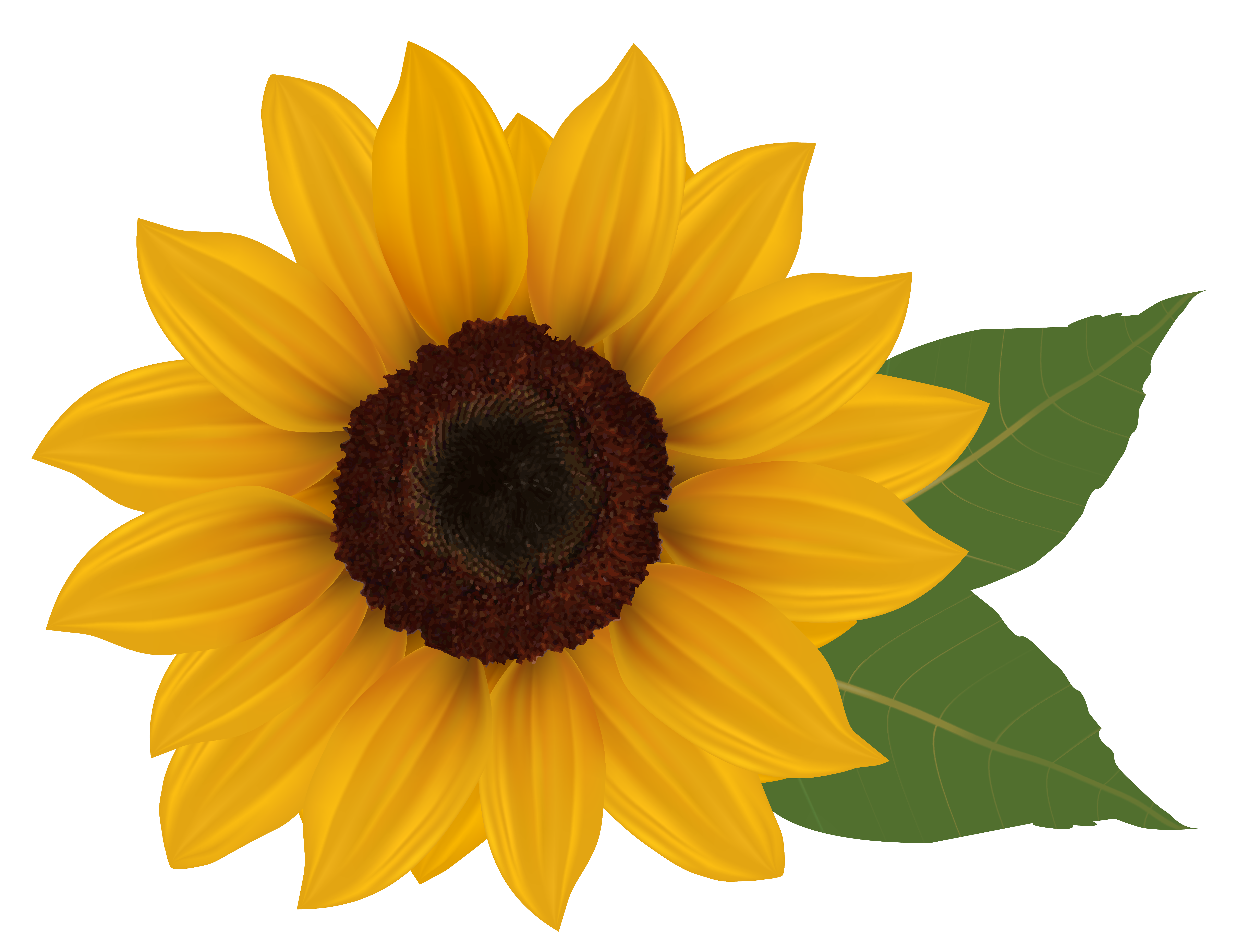 Free: Sunflower Flower, PNG transparent background - nohat.cc