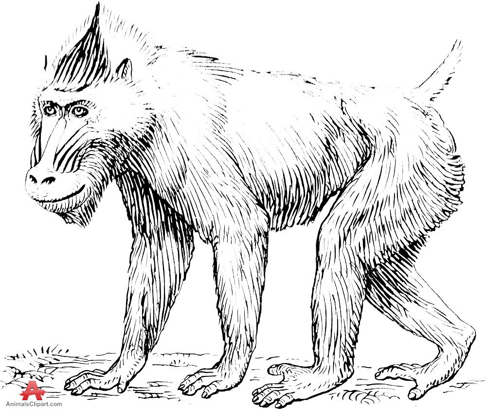 Detailed black-and-white line drawing of a mandrill in quadrupedal stance, showcasing distinctive facial markings and fur texture.