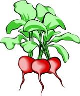 Beets Clipart - High-Quality Vegetable Images in Clipart Format