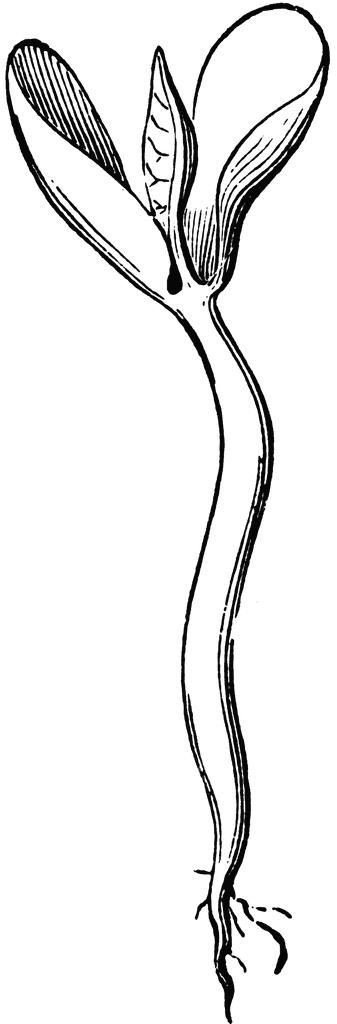 Black-and-white botanical illustration of a germinating seedling with cotyledons, hypocotyl, and emerging roots.