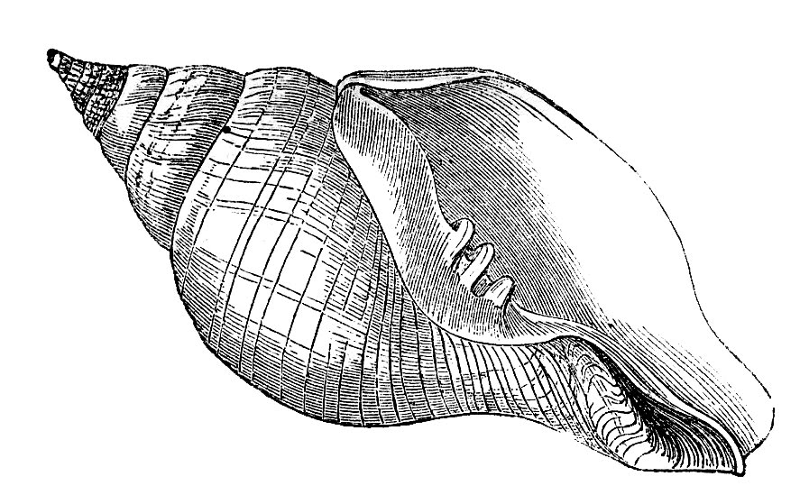 Seashell sea shell clip art image 