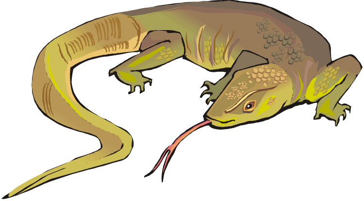 Free Lizard Clipart 