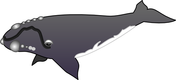 Free whales clipart free clipart graphics image and photos 2 