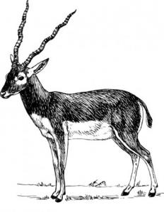 Screwhorn Antelope Addax Nasomaculatus Clip Art Download