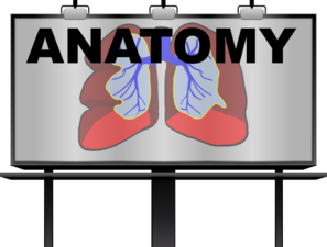 Illustration of human lungs with bronchial tree labeled "ANATOMY" for educational purposes.