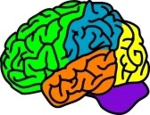 Color-coded illustration of a human brain showing distinct lobes in green, blue, yellow, orange, and purple.