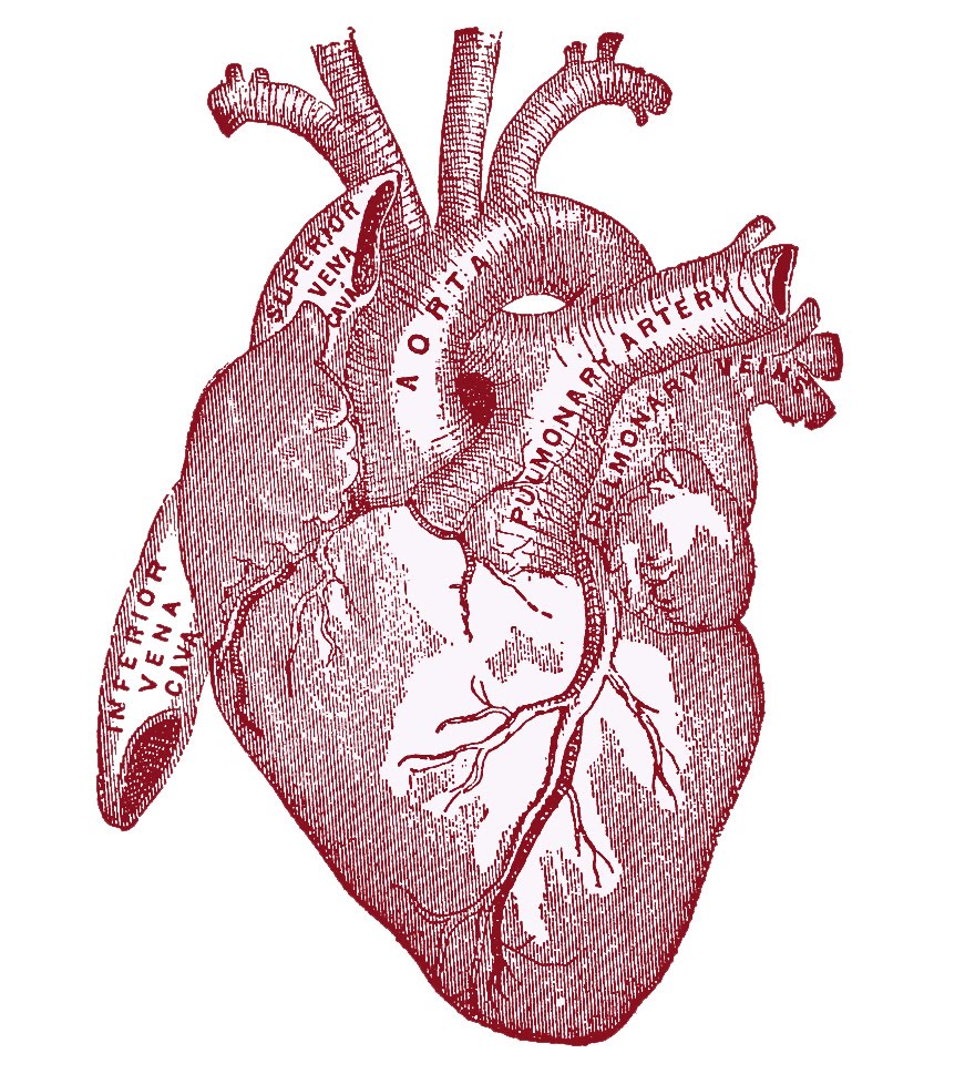 Human Heart Anatomy Diagram - Labeled Major Blood Vessels