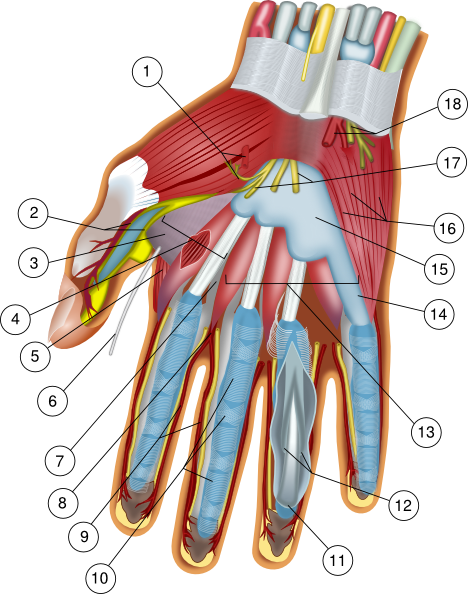 Human Hand Anatomy Diagram - Muscles, Nerves, and Vessels Labeled