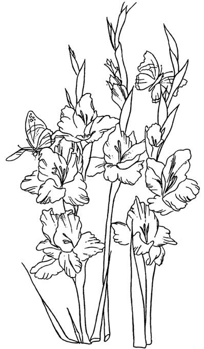 Flower Drawing Gladiolus PNG Clipart Angle Area Arm Artwork Black And  White Free PNG Download