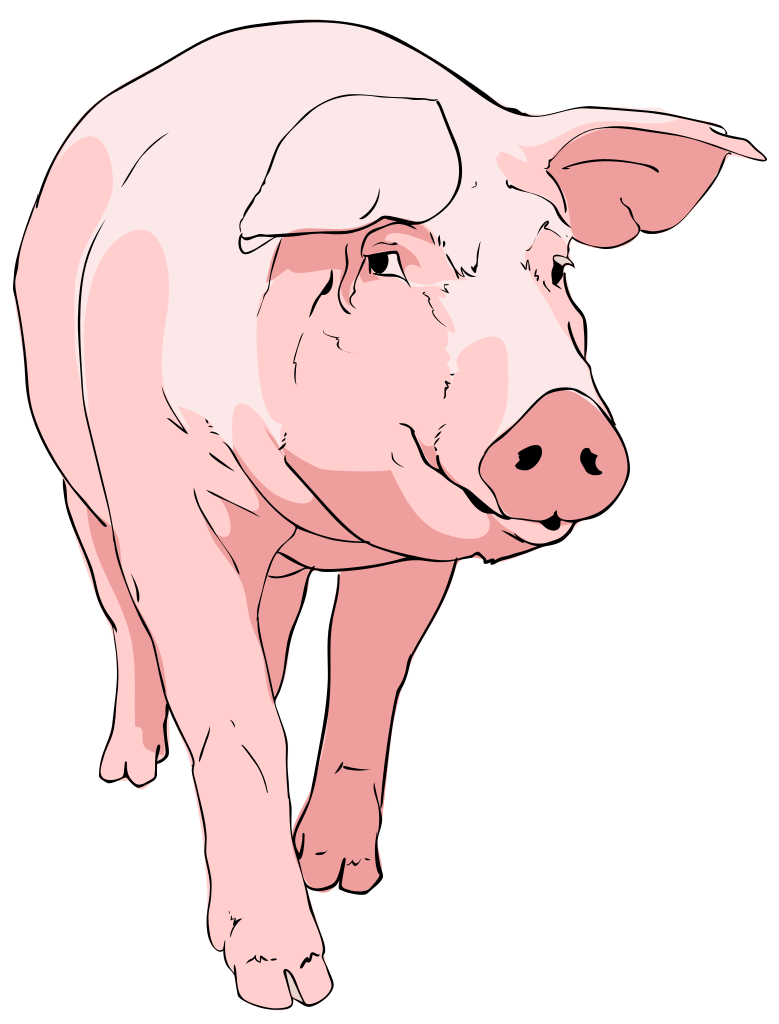 Domestic Pig Illustration - Farm Animal Art & Education Resource