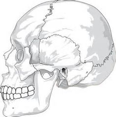 Detailed anatomical illustration of a human skull in profile view, showing cranial sutures and dental structure.