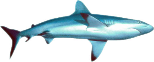A detailed illustration of a blue shark (Prionace glauca) with sleek silver-blue body and dark-tipped fins, swimming left to right.