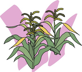 Corn Plant Illustration - Agricultural Education & Crop Science Visual