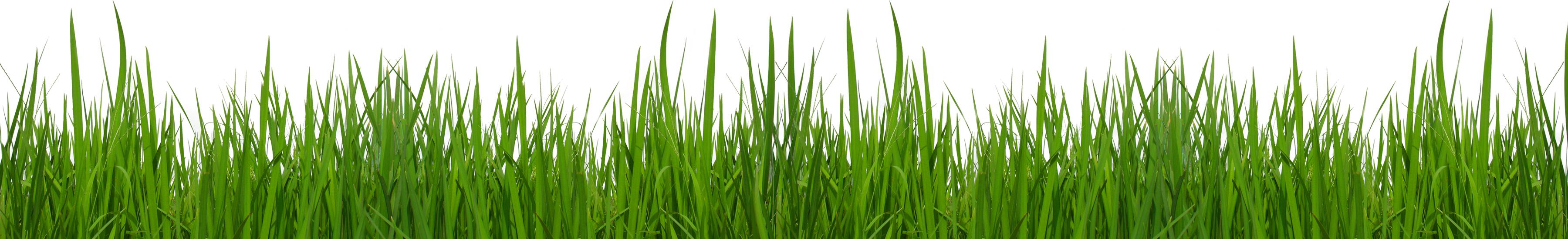 transparent grass clipart free clip art image id 