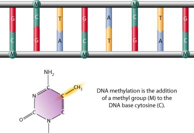 DNA Methylation Explained: Visual Guide to Epigenetic Modification