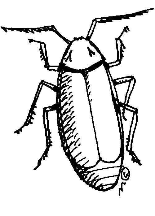 Cockroach cliparts 