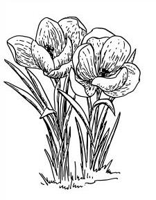Black-and-white line drawing of three blooming poppies with slender stems and leaves.