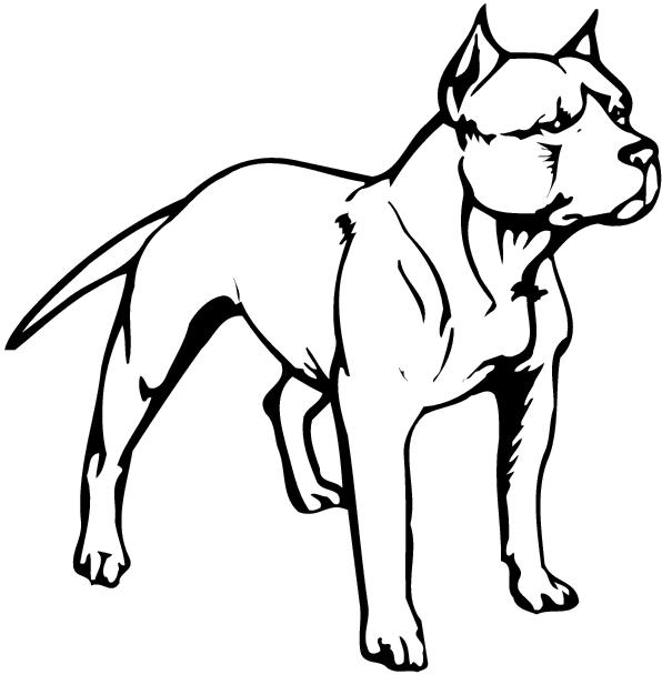 Black-and-white line drawing of a muscular pit bull terrier standing alert in profile.