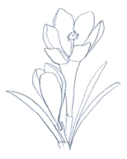 Flower Sketches 