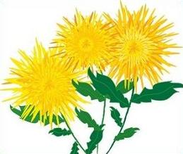 chrysanthemum clipart