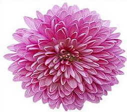 Vibrant pink dahlia flower with layered, ruffled petals and a delicate center, isolated on white background.
