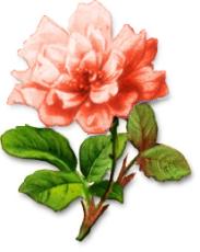 Pink Peony Flower Illustration - Botanical Art for Gardens & Design