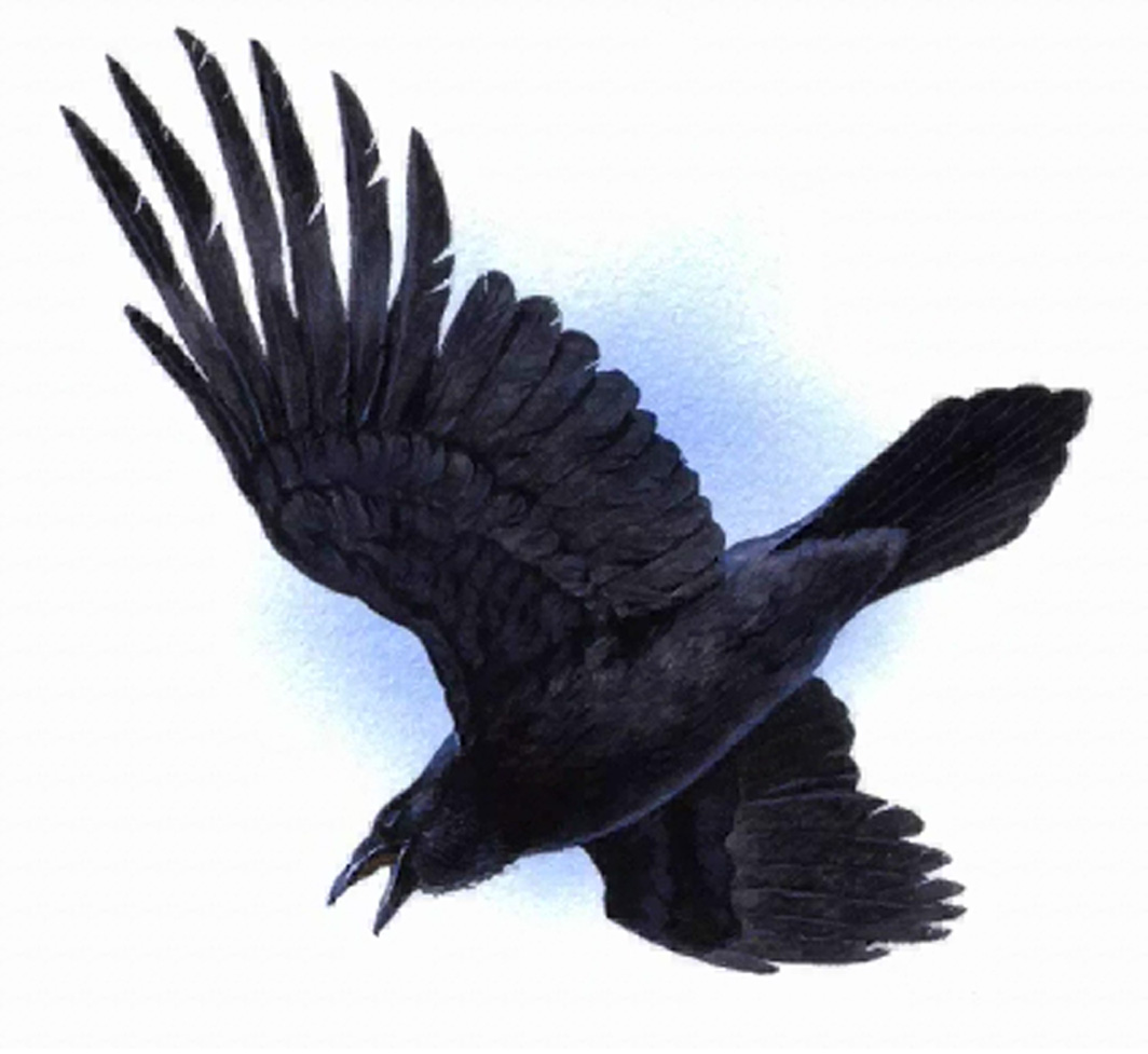 Ravens Clip Art Nfl 