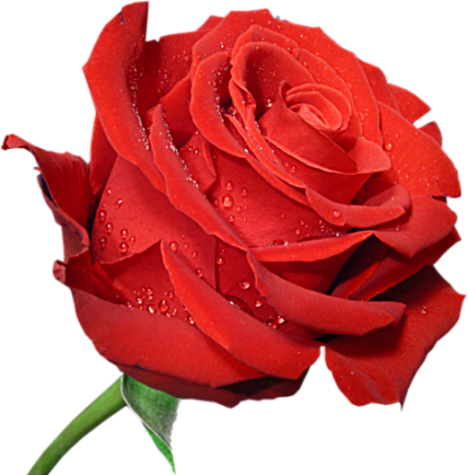 Vibrant red rose with dewdrops on petals, isolated on black background