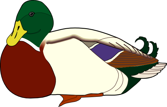 Illustration of a male mallard duck with green head, yellow bill, chestnut breast, and white body in profile view.